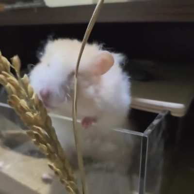 Yawning while nibblin' on her sprays