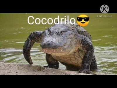 Cocodrilo😎