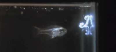 Cardinal fish spitting up light