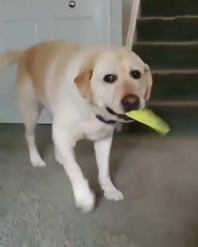 A polite indication its time to go outside