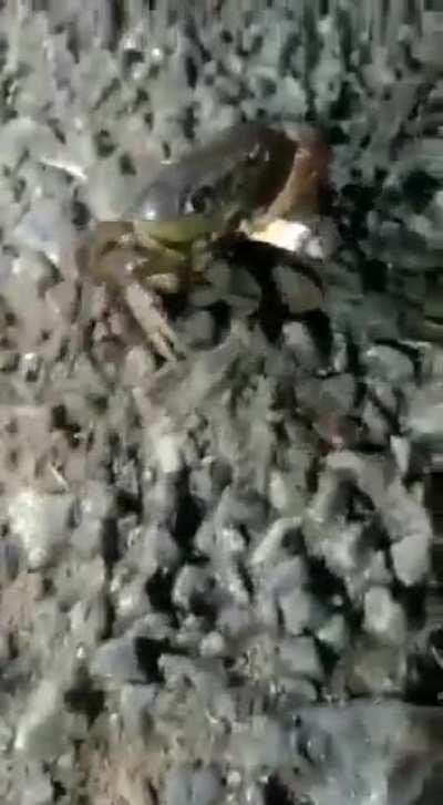 The dank crab 🚬