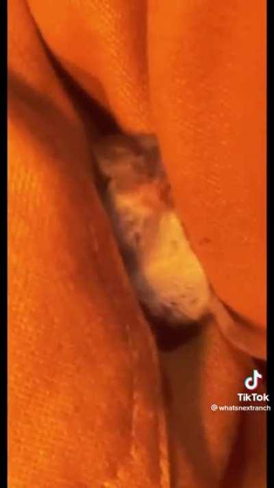 Sharing the warmth with a wild mouse!