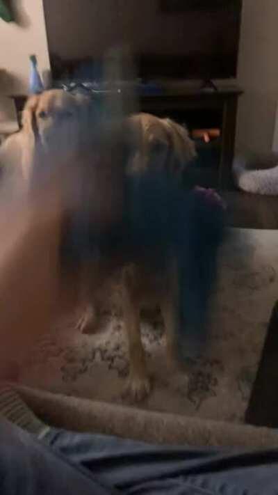 Maisy can’t catch things in her mouth.... so now she tries to catch them with her paws