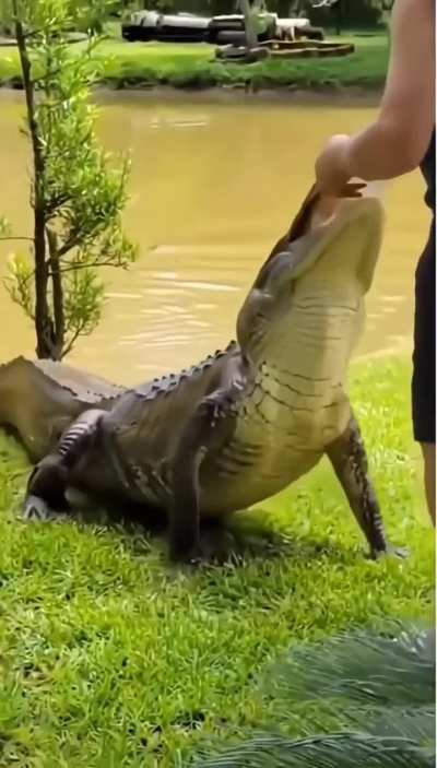 Born to be puppy forced to be a predator 🐊 😂