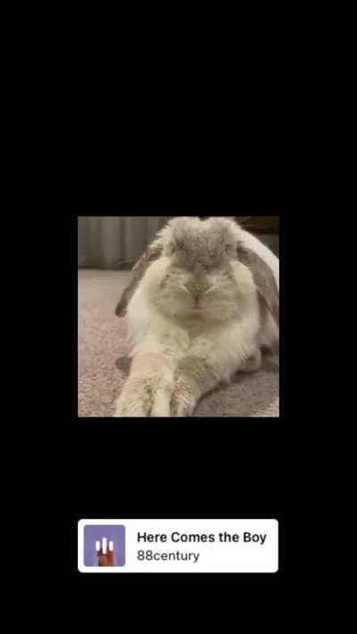 Here comes the goobest boi 🌸🐰☘️