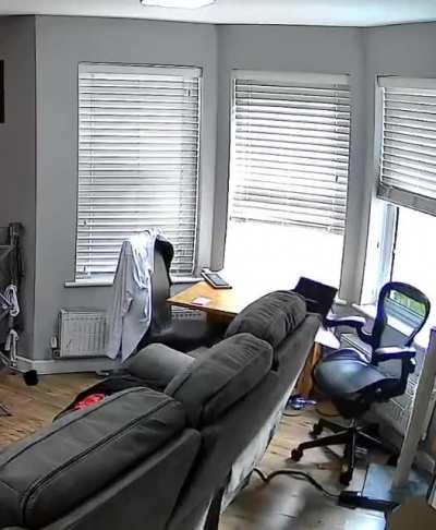 Guess this cat don’t like MAC