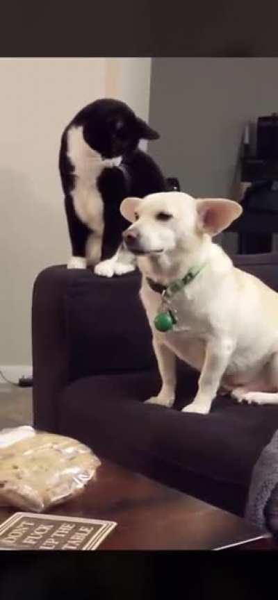 From love to hate, one paw blow