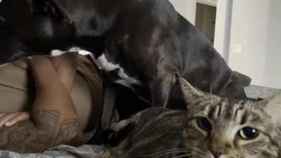 No Licks, only Slaps