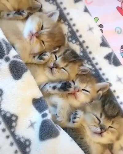 Smol criminals safely in custody