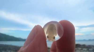 🔥 I found a small round object on the tidal flat, and when I wondered what it was, I found a baby squid in it. By @tsukamaetemita