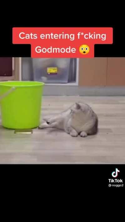 This cat is a god