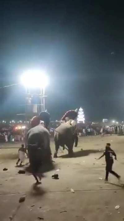 Elephant MMA in the middle of a carnival
