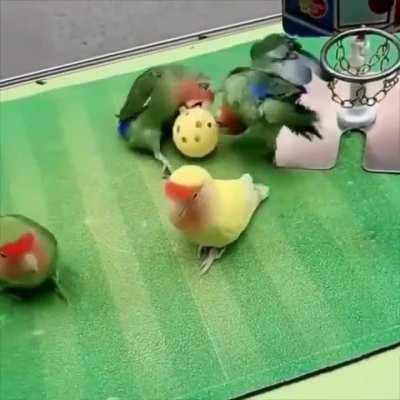 Birds playing basketball as a team..