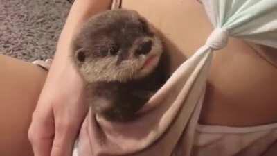 Otter accepting its situation