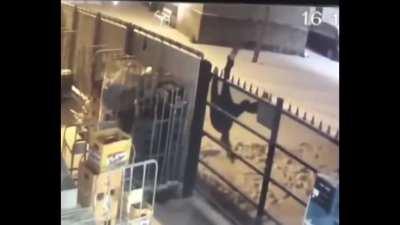 Stealing and going over a spiked fence...