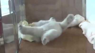 All that work for a nap position switch