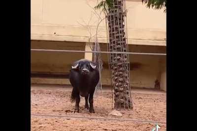 Master oogway needed help