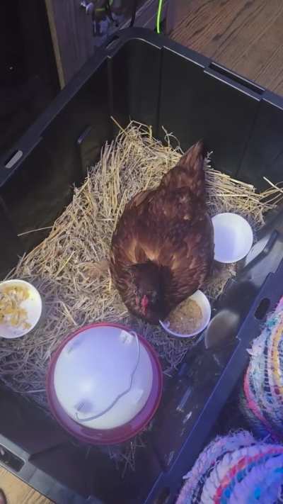 Chicken head moves while sleeping