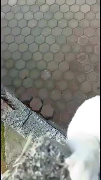 He was barely holding on another minute and the dogs would’ve caught him.