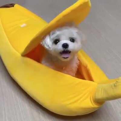 big banana for scale