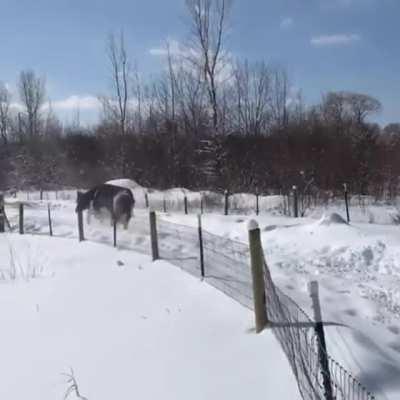 Ellie kicks her feet up in the snow at Farmaste Animal Sanctuary