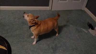 My doggo had to reboot during an argument