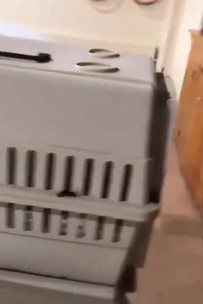 Сначала заводите ребенка, потому что ребенок вырастет, а 