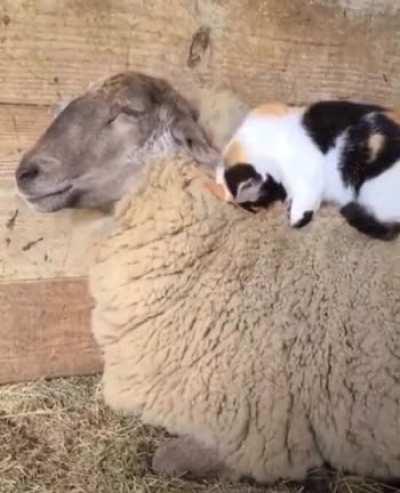 Nothing feels better than 100% natural wool