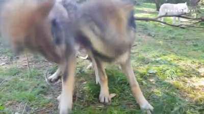 Derp wolves annoy sibling that doesn't want to share apple. (Watch 'til the end)
