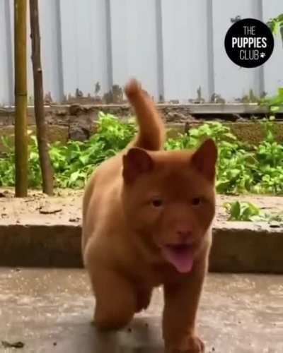 Vietnamese dog breed called Hmong, for the Hmong people who keptÂ them initially...