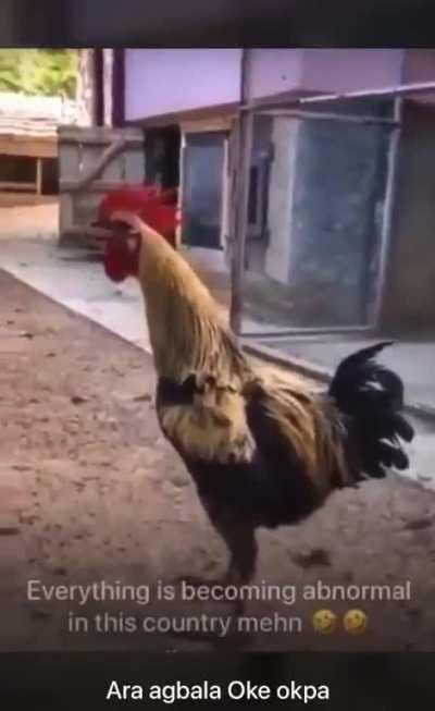 HMB while I crow to my heart content