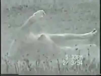 Lion having a seizure, the old King's time has come