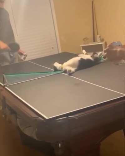 Ping pong net tester