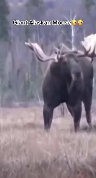 This Moose is a unit, and appears to be pumping iron