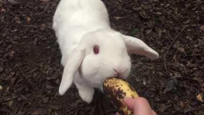 She is above the law