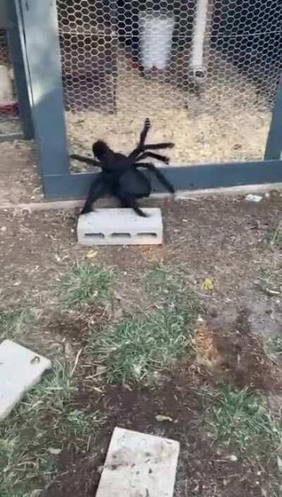 Chicken wearing spider costume, kinda scary if you live anywhere other than Australia