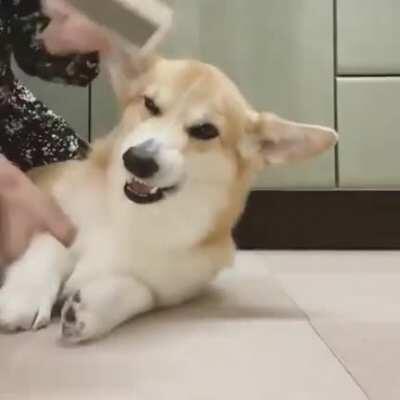 Doggo changes his opinion