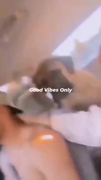 Top 10 Best Dog Moments in the world😱😎🤩