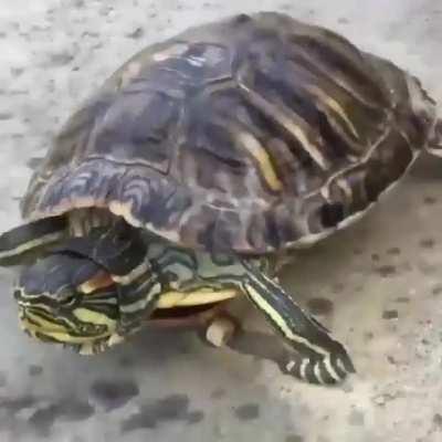 Turtle loves his new wheels.
