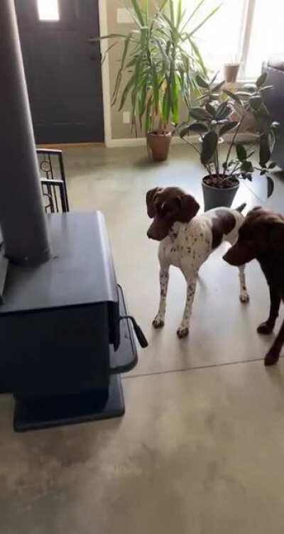Working during off-season. Bird flew down into my wood burning stove