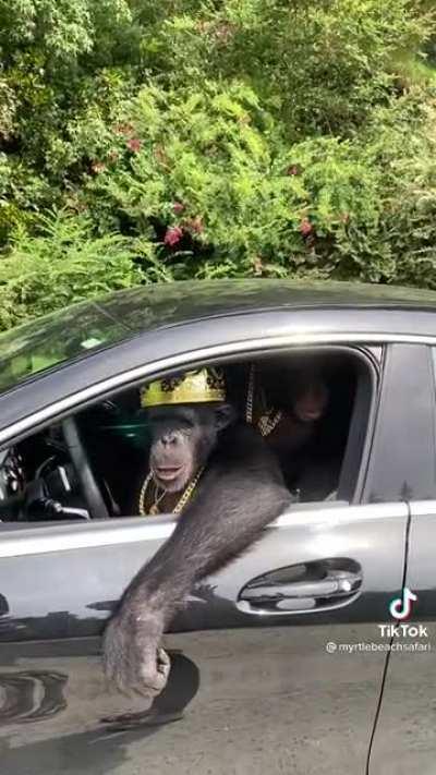 Muca gastando a onda de Mercedes