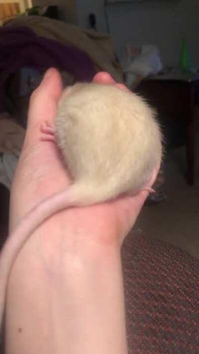 there is so much love within this tiny rat
