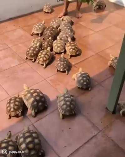 Did you know a group of tortoises is called a 