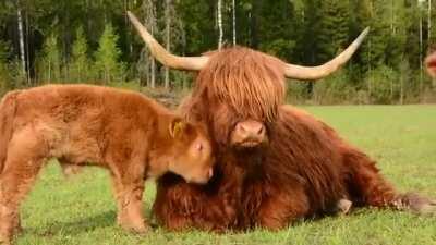 Calf uses its mom for a brush