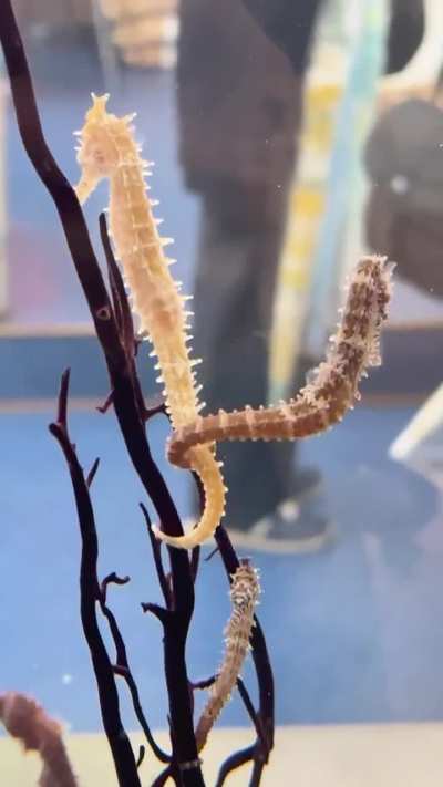 The seahorse took a chance on love.