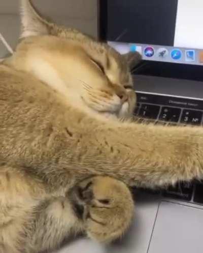 Shhh, I’am trying to sleep.