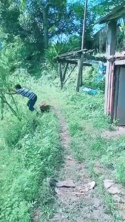 Threaten a rooster to enter