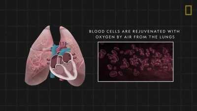 The human heart beats up to 3 billion times over an average lifespan. Learn about the anatomy of the heart and how this muscular organ provides life-giving oxygen throughout the body.