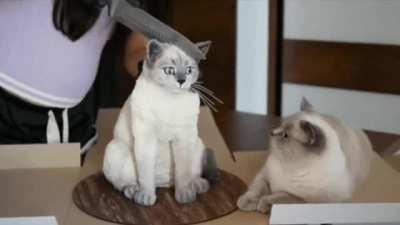 WatchPeopleDieInside - Video #7401