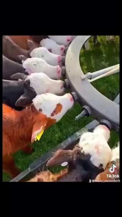 Modern day agriculture